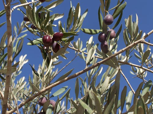 olives de palestine